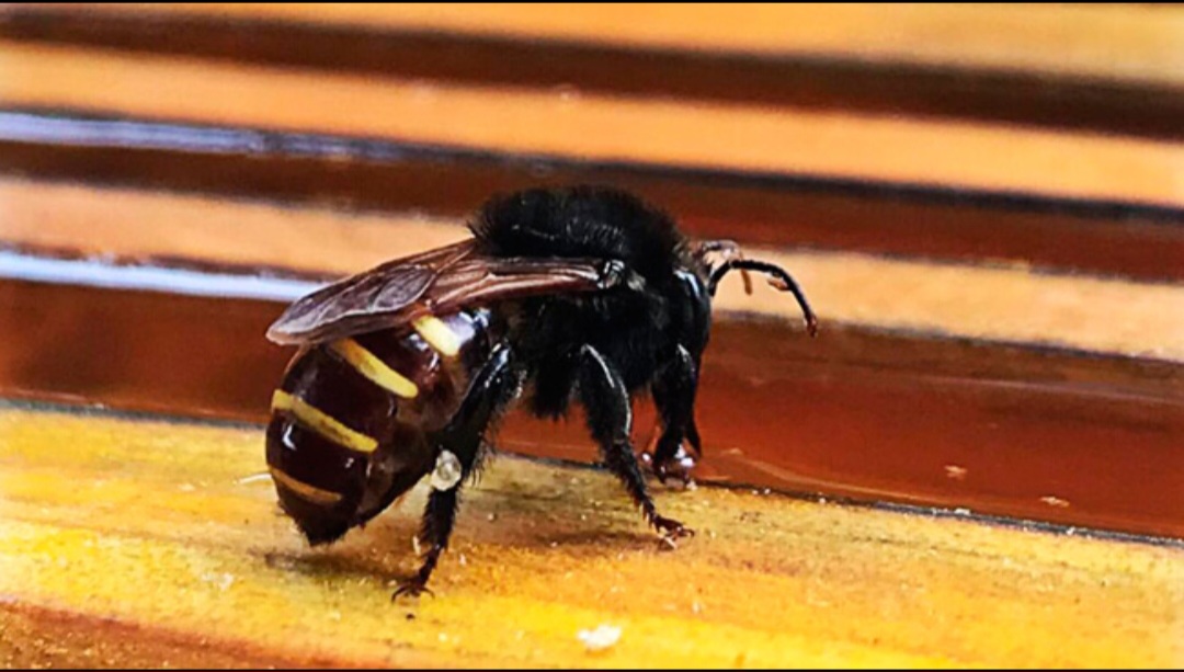 Mandaçaia stingless bees in a wooden hive