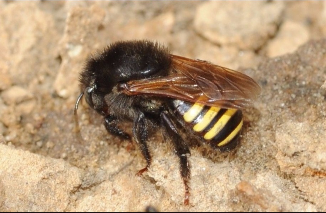 Mandaçaia Melipona quadrifasciata native Brazilian stingless bee