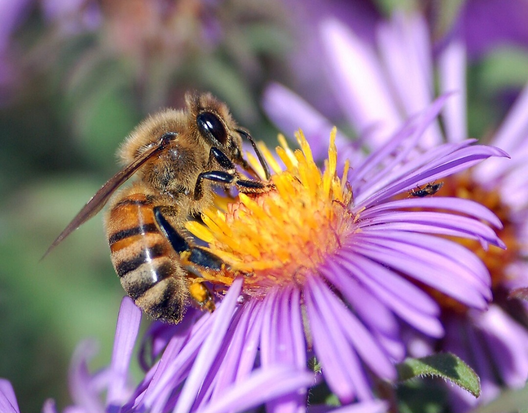 Apis mellifera collecting nectar from flowers