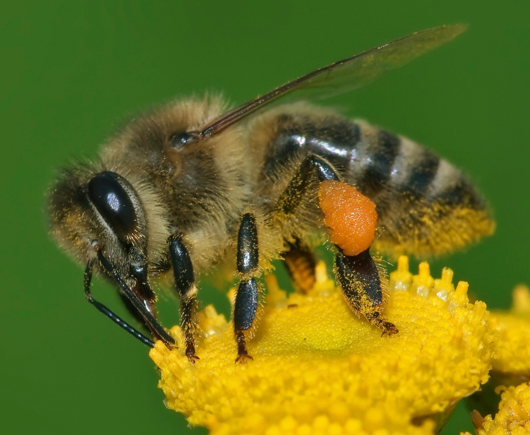 Western honey bee Apis mellifera