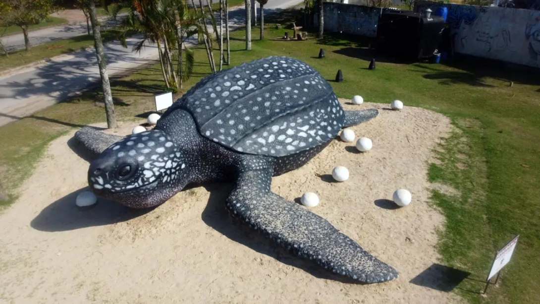 Ilha do Mel Nativo 