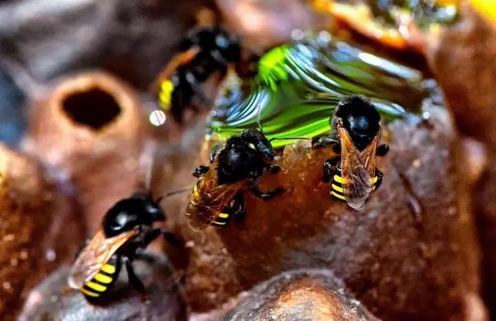 Guardians of Native Bees, Pollinators and Coastal 
